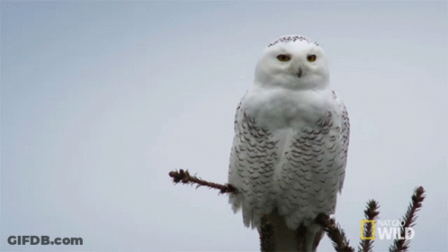 Snowy Owl Perched On Tree Branch National Geographic Wild GIF