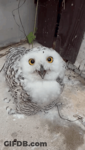 Snowy Owl With Yellow Eyes Sitting GIF