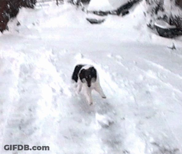 Snowy Saturday Happy Dog GIF