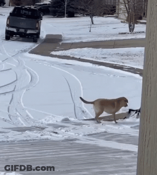 Snowy Saturday Helping Dog GIF