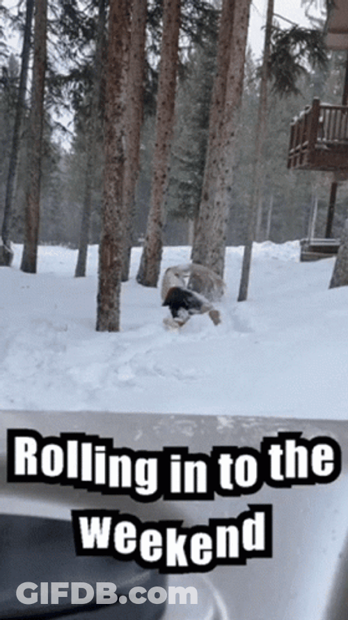 Snowy Saturday Rolling Into The Weekend GIF
