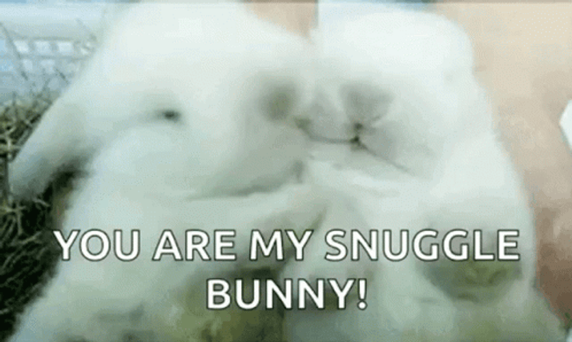 Snuggle Bunny GIF