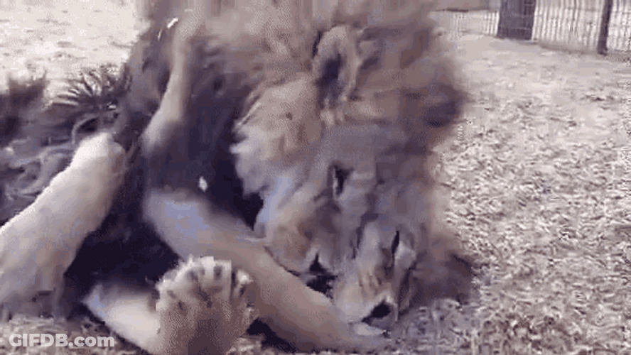 Snuggle Lion Cuddle GIF