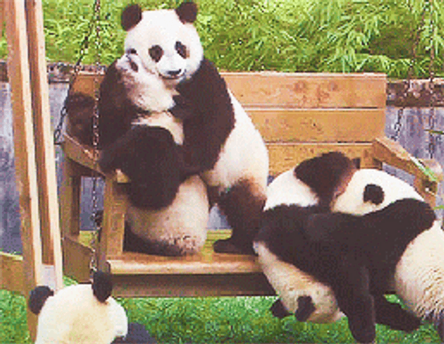 Snuggle Pandas GIF