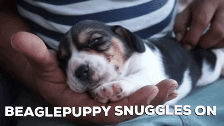 Snuggled Up Beagle Puppy GIF