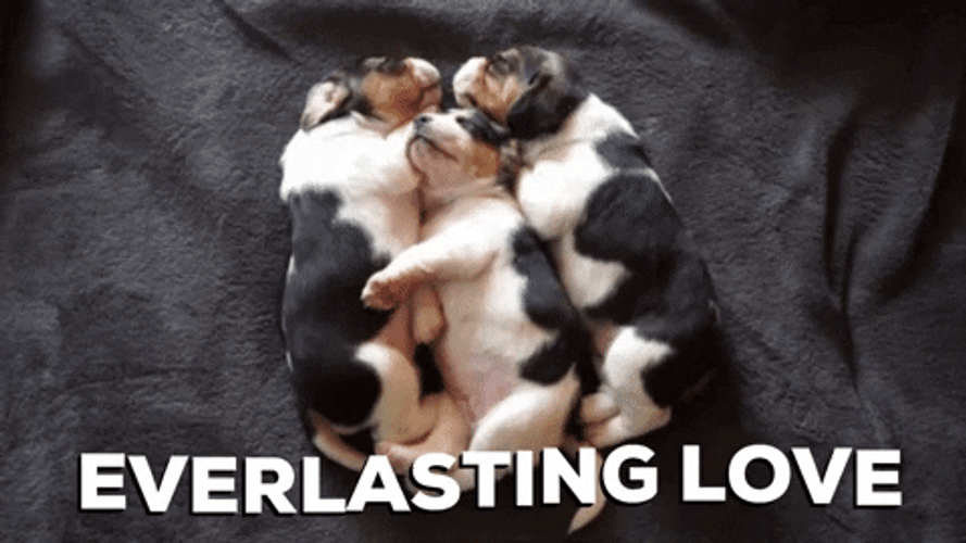 Snuggled Up Puppies GIF