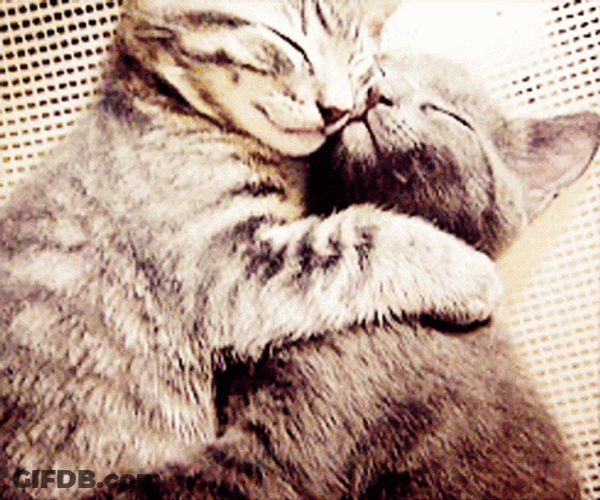 Snuggling And Hugging Cute Kittens GIF
