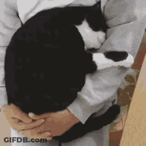 Snuggling Black Cat With His Fur Master GIF