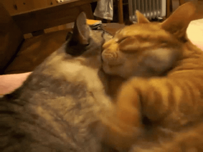 Snuggling Cat Cuddle GIF