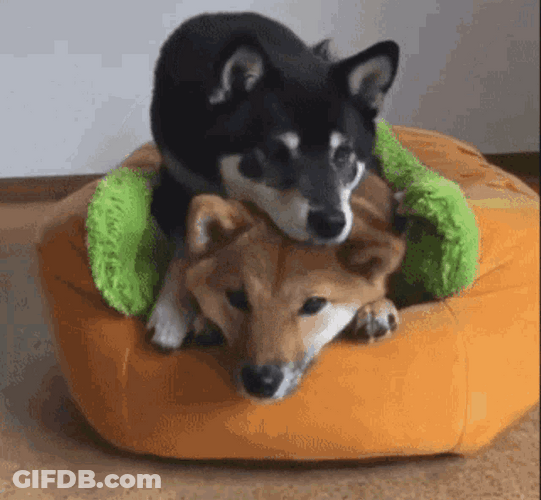 Snuggling Cute Dogs GIF