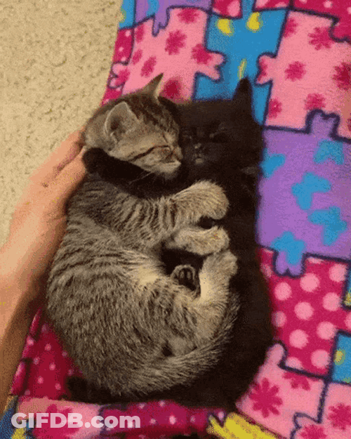 Snuggling Cute Kittens GIF