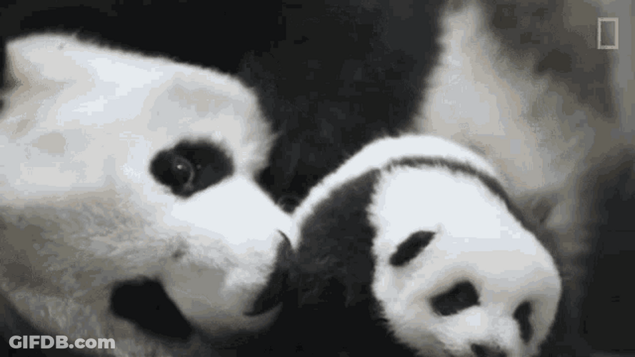 Snuggling Cute Pandas GIF