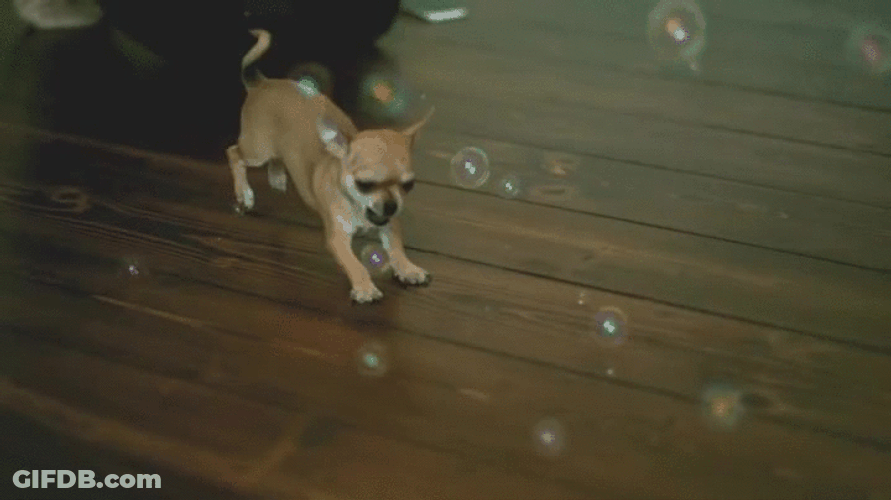 So Cute Bubbles Chihuahua GIF