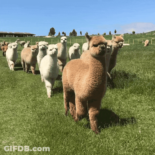 So Cute Dundreugan Alpacas GIF