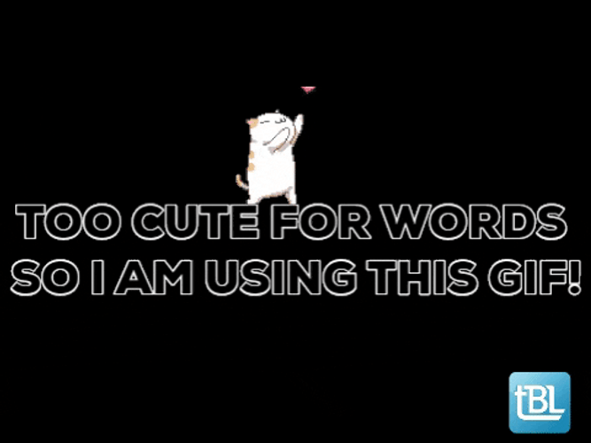 So Cute For Words Cat Hearts GIF
