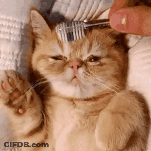 So Cute Kitten Fur Brush GIF