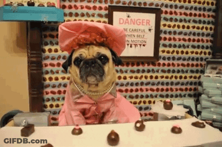 So Cute Lady Pug Chocolate Treats GIF