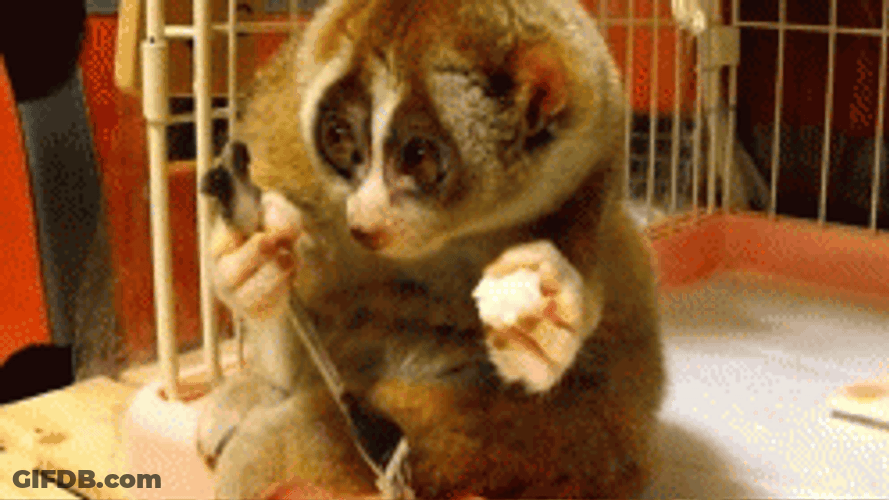 So Cute Slow Loris Eating GIF