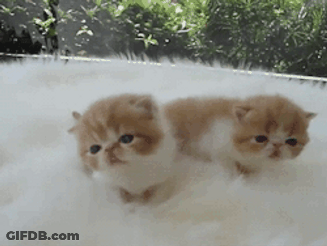So Cute White Fur Tiny Kittens GIF