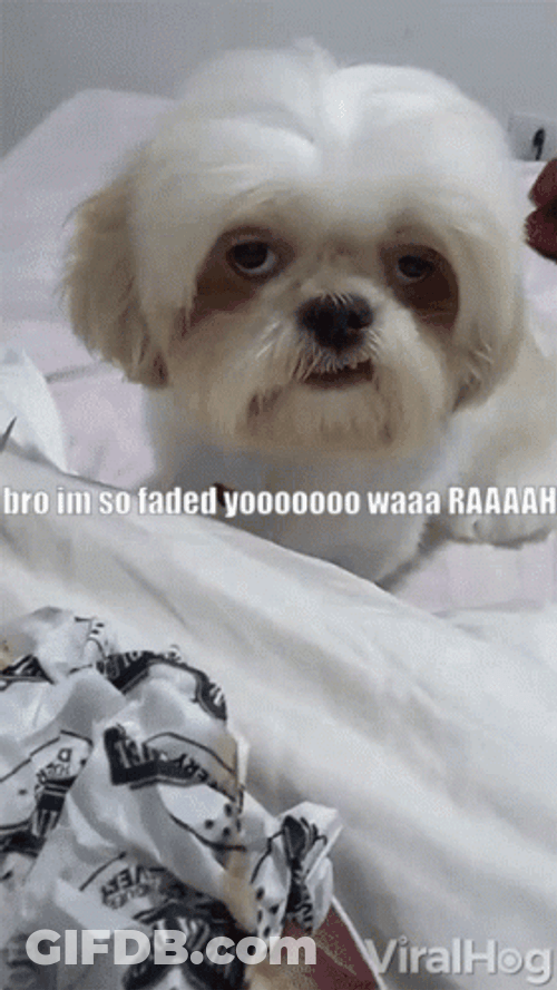 So Faded Ugly Dog GIF