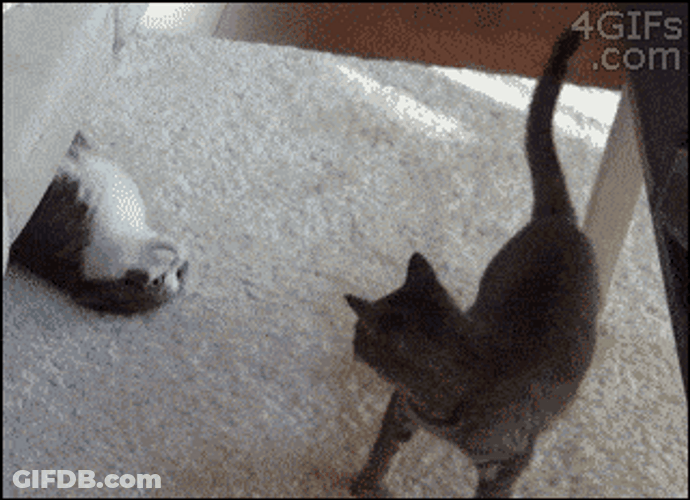 So Funny Lazy Cat Slides Playing GIF