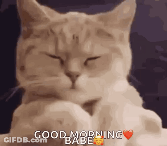 So Happy Full Cat Good Morning Babe GIF