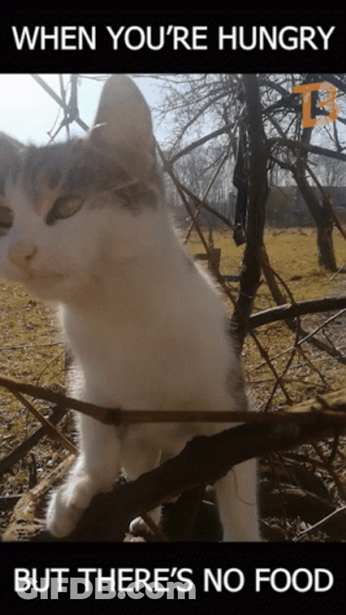 So Hungry Cat Looking For Food GIF