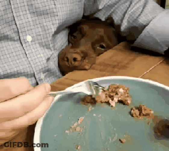So Sad Dog Staring GIF
