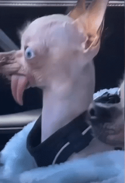 So Ugly Dog GIF