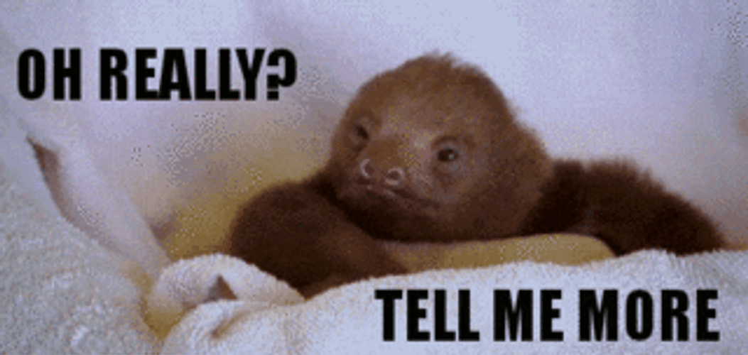 So You're Telling Me There's A Chance Sloth GIF