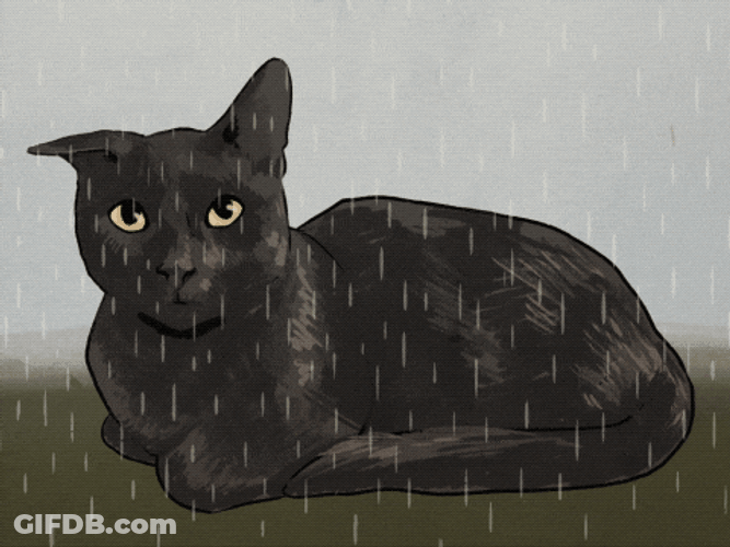 Soaking Wet Cat GIF