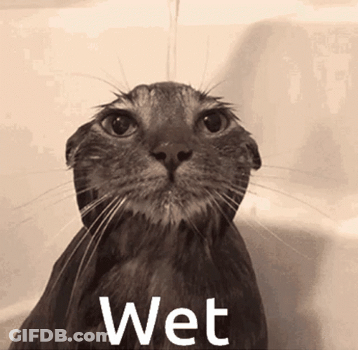 Soaking Wet Cat Skinny GIF