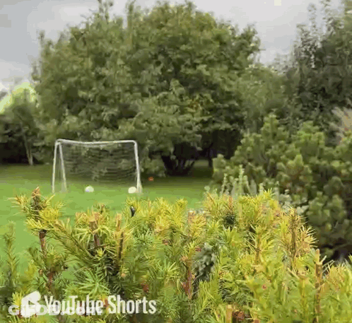 Soccer Goal In Lush Green Field With Trees GIF