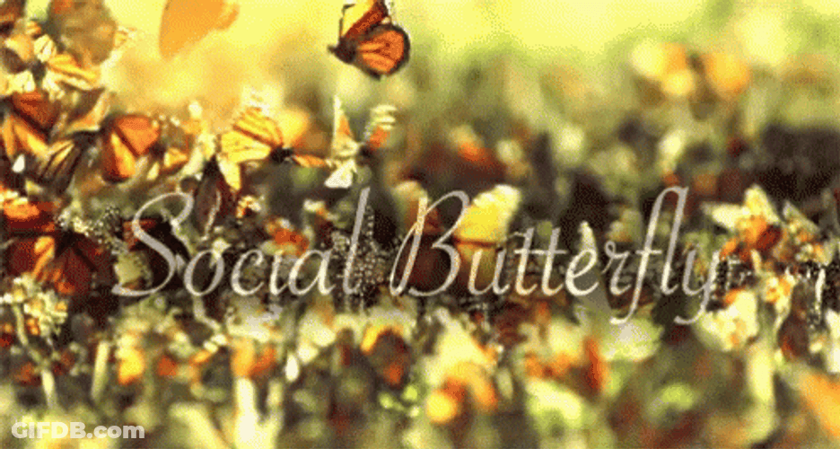 Social Butterfly Flying Meme GIF