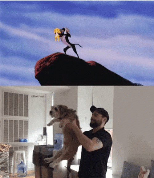 Soft Coated Wheaten Terrier Lion King Meme GIF