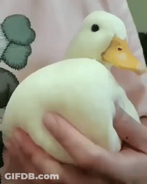Soft Fluffy Duck GIF
