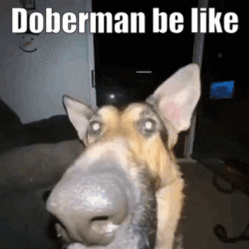 Sogie Funny Dog Meme Long Nose GIF