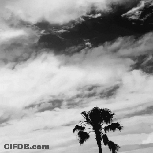 Sole Palm Tree Fluttering On Dark Sky GIF