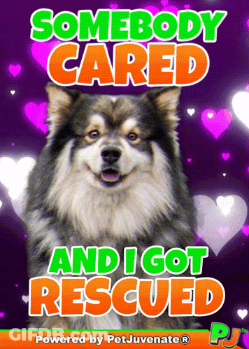 Somebody Cared And I Got Rescued Dog GIF