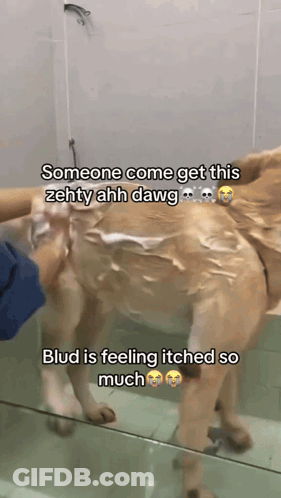 Someone Come Get This Zehty Ahh Dawg Blud Is Feeling Itched So Much GIF
