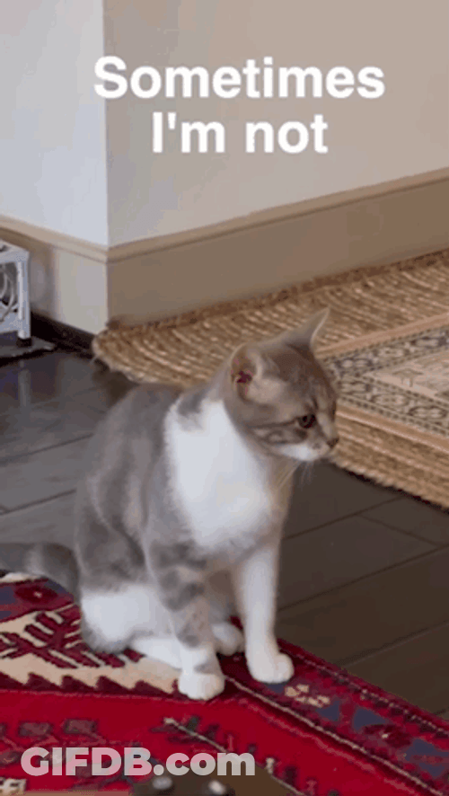 Sometimes I'm Not Cat Meowing GIF