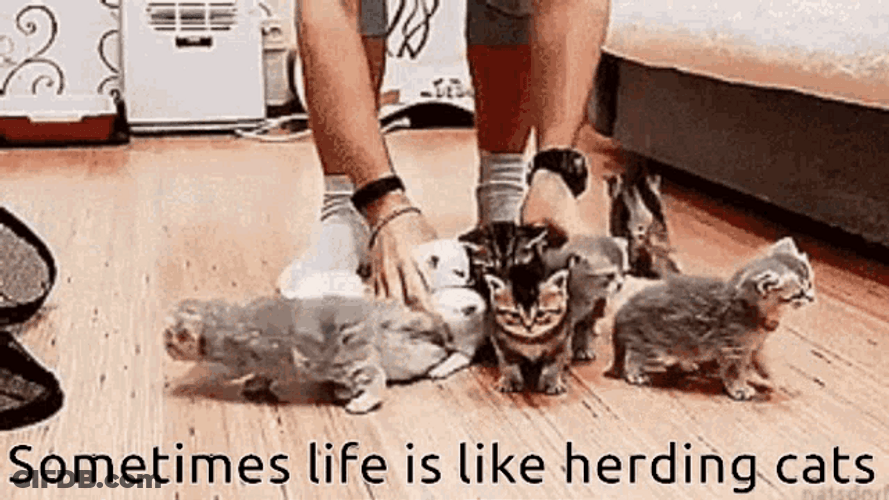Sometimes Life Is Like Herding Cats Quotation GIF