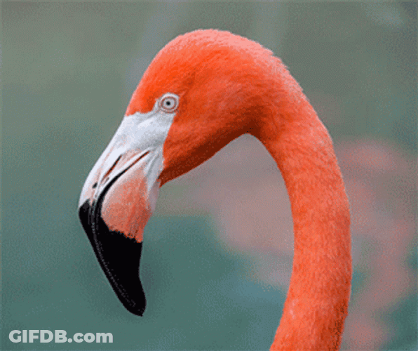 Soon Flamingo GIF