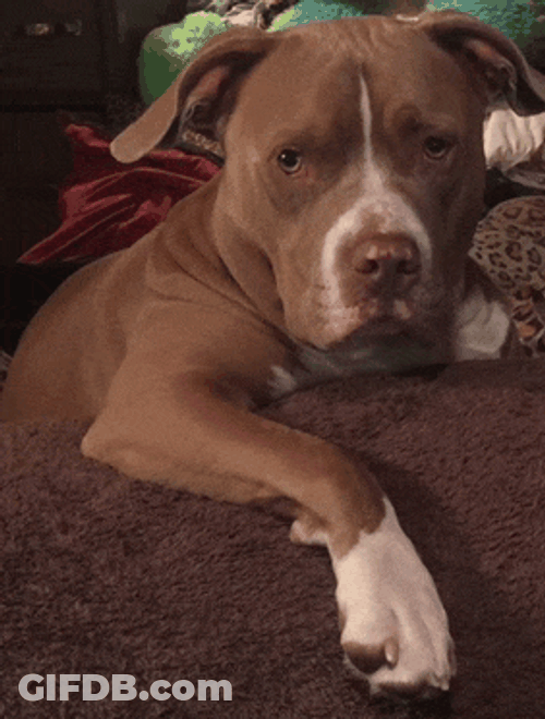 Sophisticated Dog Meme GIF