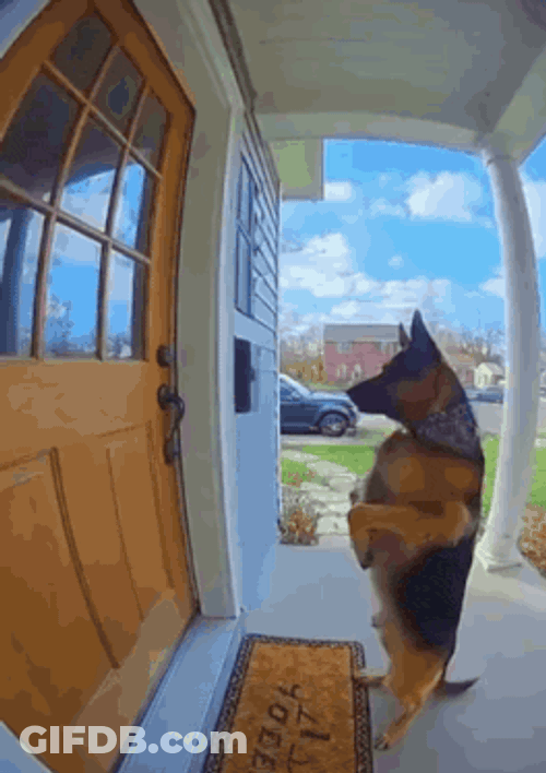 Sora Ai Ai Dog GIF