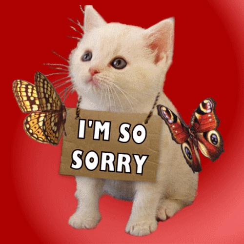 Sorry Cute Kitty GIF