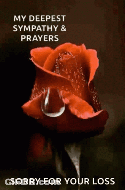 Sorry For Your Loss Red Rose Droplet GIF