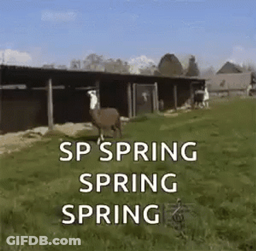 SP Spring Spring Spring GIF