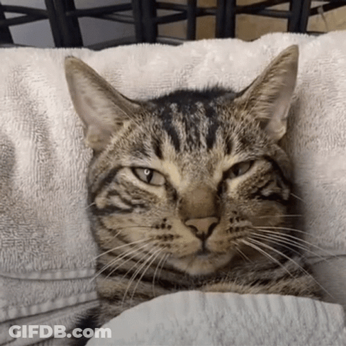 Spa Cat Relax Day Cucumber GIF