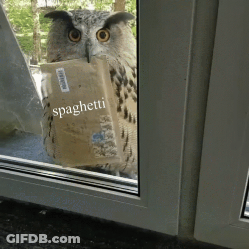 Spaghetti Mail Hedwig GIF